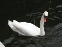 Schwan